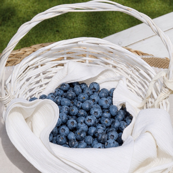 Свіжа ягода лохини Bluecrop Bluecrop-3KG фото